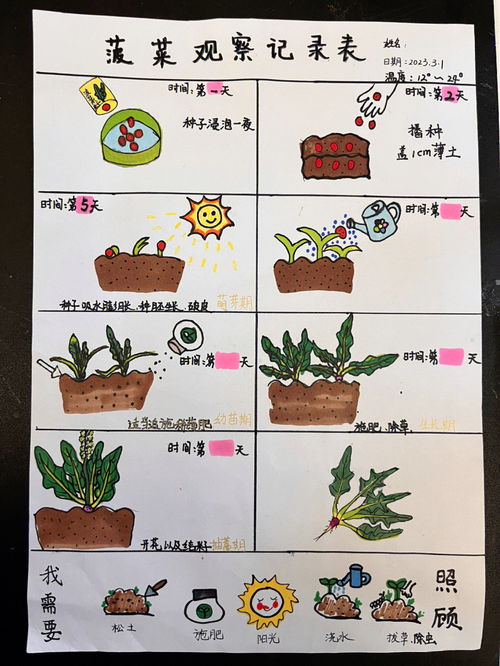 植物生长观察记录表幼儿园怎么写